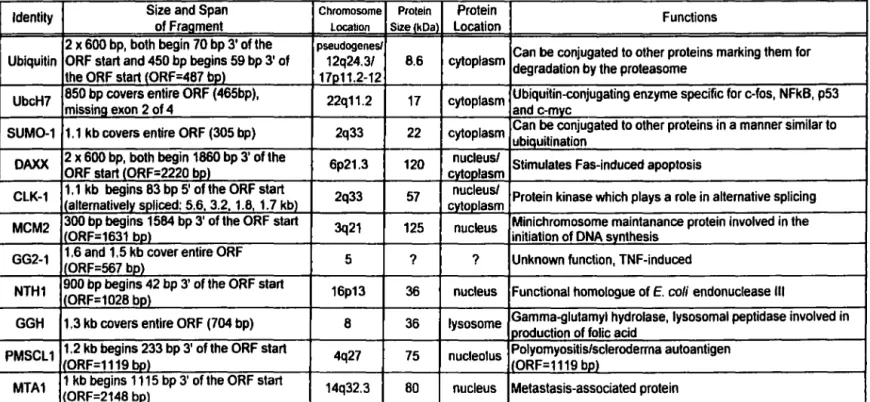 Table 4:  Human proteins positive for interaction with Ad2 E1B 55-kDa 