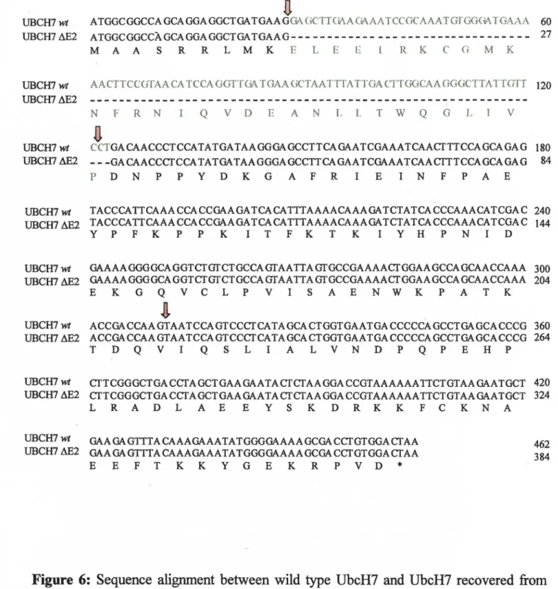 Figure  6:  Sequence  alignment between wild type UbcH7  and UbcH7 recovered from  the Hela cDNA library