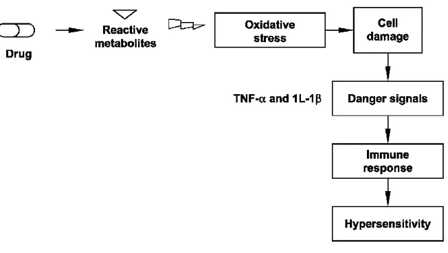 Figure 2: Hypersensitivity by the immune system 