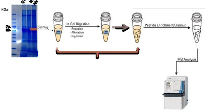 Figure 11: Basics of protein identification at the MS level 