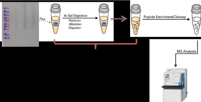 Figure 13: On-membrane tryptic digestion of proteins for mass spectrometry analysis 