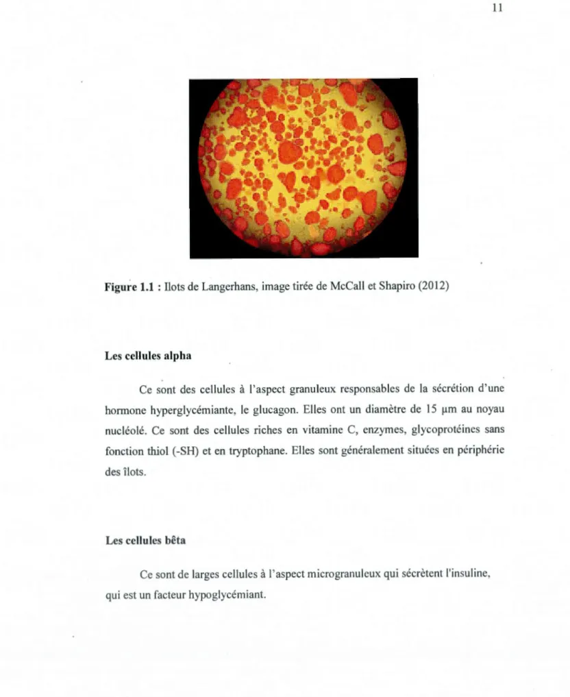 Figure 1.1  :!lots de Langerh ans,  image tirée  de McCall  et Shapiro  (20 12) 