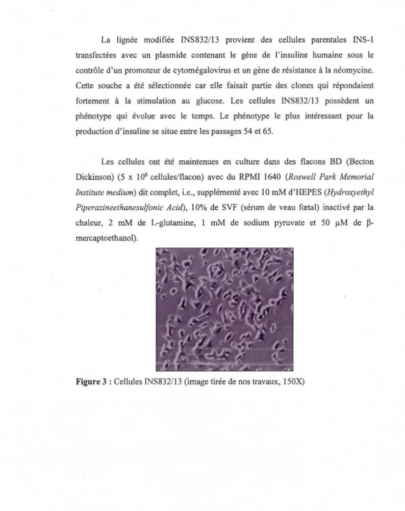 Figure  3  :Cellules INS832/ 13  (image tirée de  nos  travaux,  150X) 
