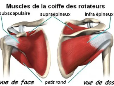 Figure 2 : Visualisation des muscles de la coiffe des rotateurs (Tiré de Lévy, 2018 et  reproduit avec la permission de   Bruno Lévy ) 