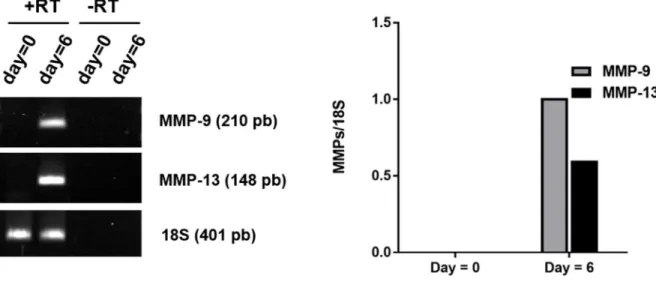 Figure 2.2 Increased MMP9 and MMP13 in 6-day SD tendon samples by PCR analysis. 