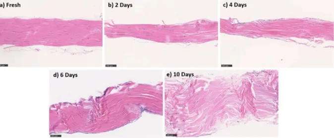 Figure 3.4 Typical micrographs of longitudinal sections of tendons stained with  hematoxylin and eosin