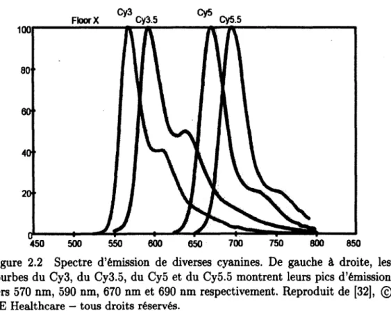 Figure  2.2  Spectre  d’émission  de  diverses  cyanines.  De  gauche  à  droite,  les  courbes du  Cy3,  du  Cy3.5,  du  Cy5  et  du  Cy5.5  montrent  leurs  pics  d ’émission  vers  570 nm,  590 nm,  670  nm et  690  nm respectivement