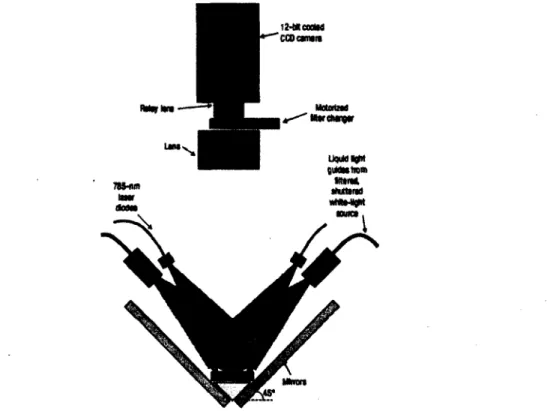 Figure  2.9  Montage  expérimental  de  Hillman  et  Moore  illustrant  le  système  d ’acquisition (caméra, filtres, objectifs), le système d’éclairage (diodes laser pour  exciter VICG et source blanche filtrée pour exciter le DTR)  ainsi que la position 
