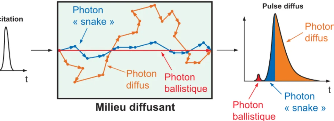 Figure 3.9 La TPSF se construit à partir de 3 types de photons ayant des parcours optiques diﬀérents
