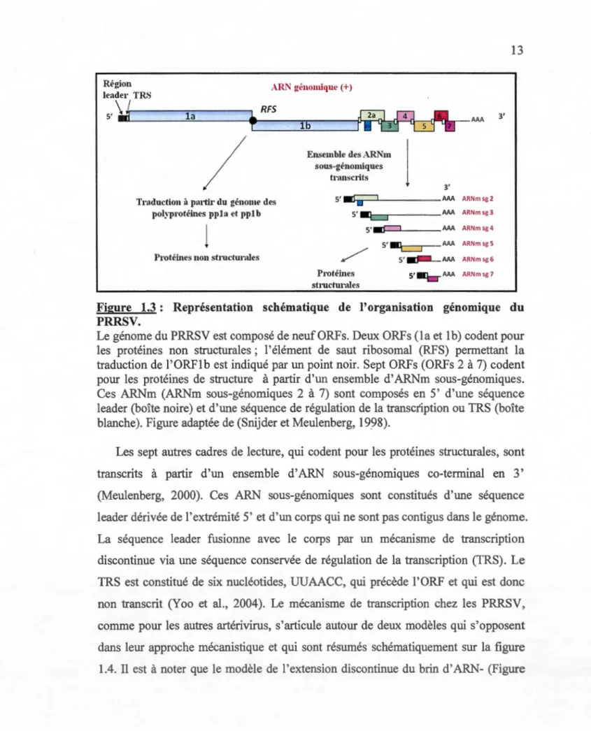 Figure  1.3 :  Représentation  schématique  de  l'organisation  génomique  du  PRRSV. 