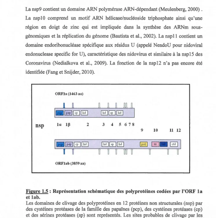 Figure  1.5 :  Représentation  schématique des  polyprotéines  codées  par  l'ORF  la  et  lab 