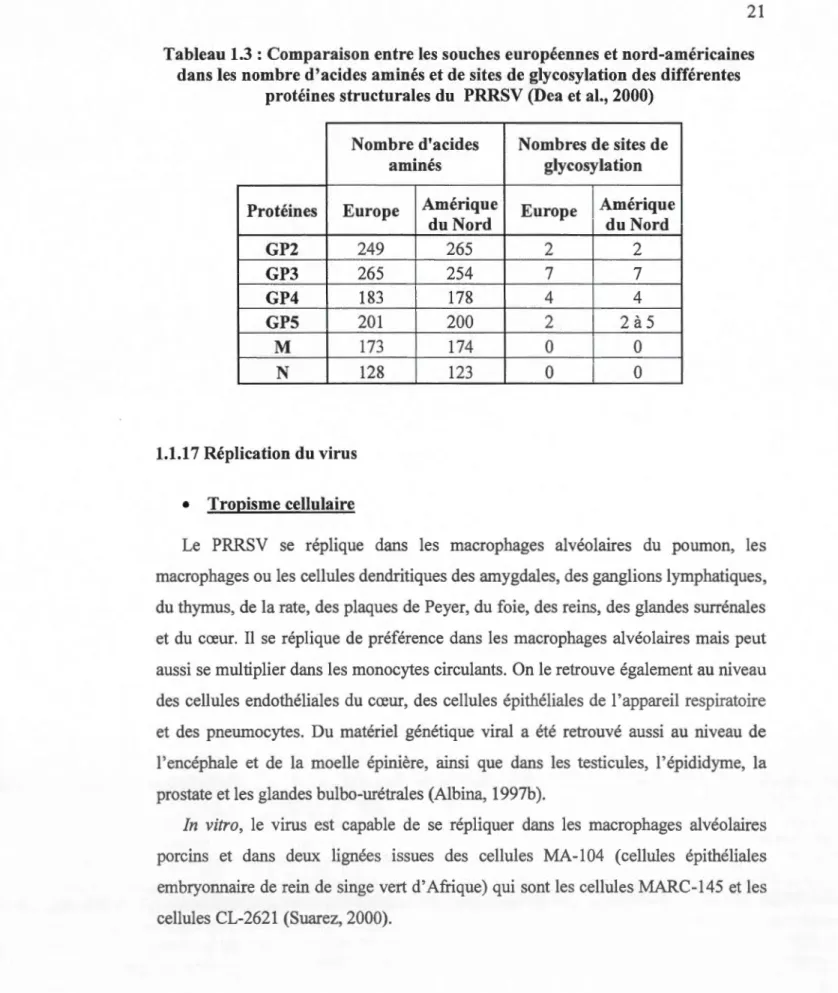Tableau 1.3 : Comparaison  entre les souches  européennes  et nord-am éricaines  dans les  nombre d 'acides a minés  et de sites de glycosylation des  diff ér entes 