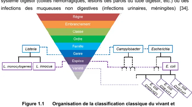 Figure 1.1  Organisation de la classification classique du vivant et  positionnement des différents groupes de pathogènes 