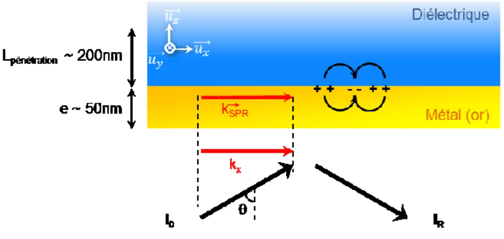Figure 2.1  Principe de la résonance des plasmons de surface et  positionnement de la théorie 