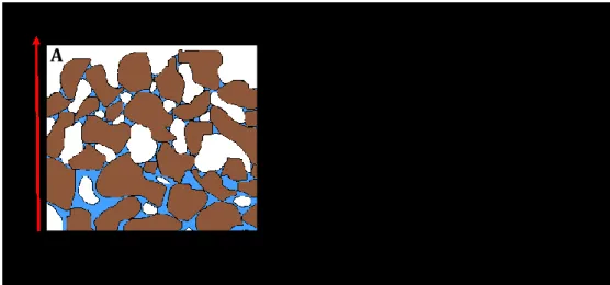 Figure 4. Gradient de concentration qui se développe au sein du profil vertical (B :  axe x) d’un échantillon de résidus de bauxite en évaporation (A)