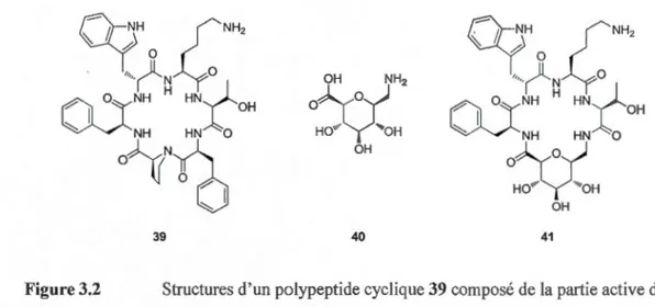 Figure 3.2  Structures d ' un  polypeptide cyc lique  39 composé de  la  partie active de  la  Somatostatine, de l'acide aminé glucidique  40  incorporé dans  la structu re de ce dernier et du 