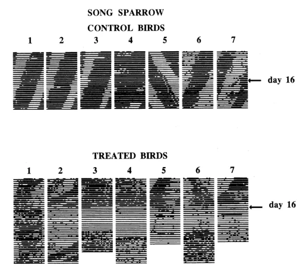 Fig. 3. Perch-hopping activity of the seven control and seven treated Song Sparrows.