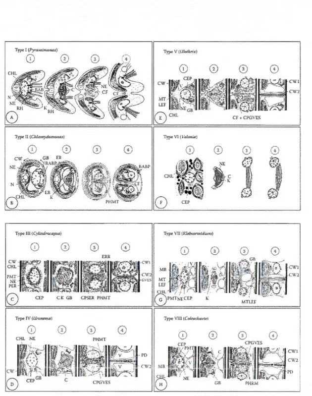 Figure 2.2  :Différents types de mitoses-cytocinèses chez les  algues vertes (d ' après Proschold  et Leliaert, 2007; consulter pour détails)