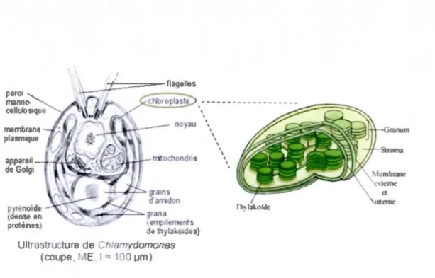 Figure  2.3  :  Structure  cellulaire  d 'une  microalgue  (Chlamydomonas,  une  algue  «  rat  de  laboratoire »)  et détail  du chloroplaste (d'après Bélair  et al