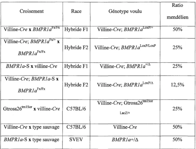 Tableau 2.  Croisements entre les lignées de souris 