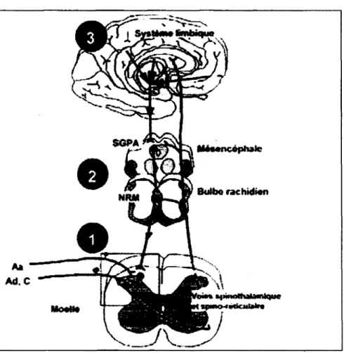 Figure  4.  Schématisation  de  la  modulation  de  la  douleur.  Au  niveau  1 :  théorie  du  portillon, 2 : CIDN et 3 : centres supérieurs