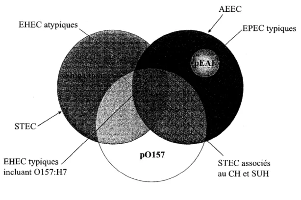 Figure 1. Classification des EHEC, EPEC, STEC, AEEC. 