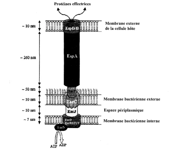 Figure 6. Appareil de secretion du systeme de secretion de type III chez 0157:H7. 