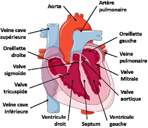 Figure 1: La physiologie du cœur humain 