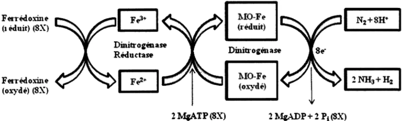 Figure 2. Mécanisme de la fixation d'azote par la nitrogénase (36). 