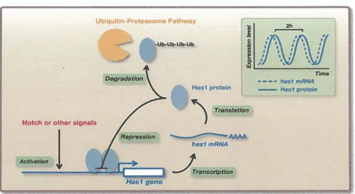 FIGURE 6. EXPRESSION CIRCADIENNE DE LA PROTEINE HESl 