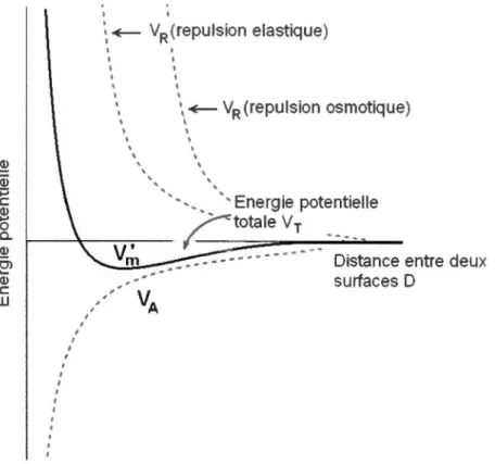 Figure  1.9 Diagramme du potentiel total de  répulsion stérique entre 2 surface en fonction  de  la distance D
