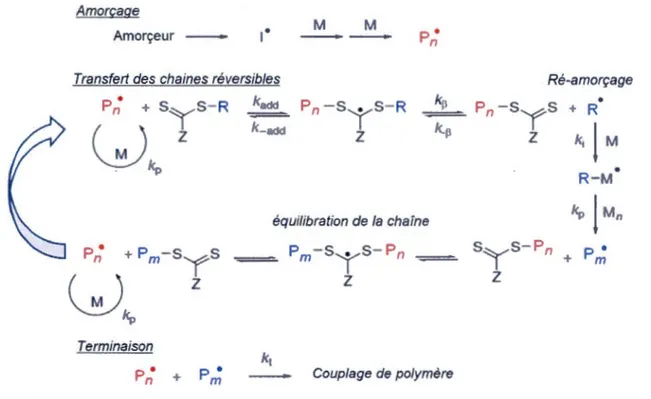 Figure  1  J  1  Mécanisme réactionnel de  la  polymérisation RAFf [44] . 
