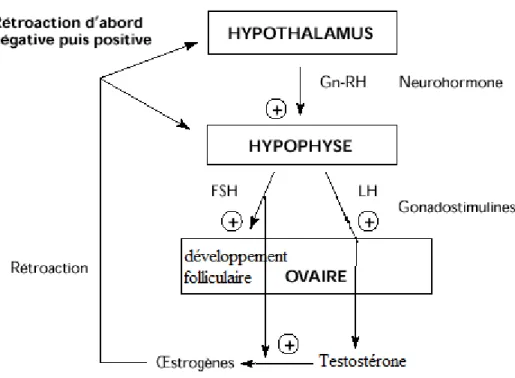 Figure 2 Contrôle hormonal de l’Androgénèse Ovarienne 
