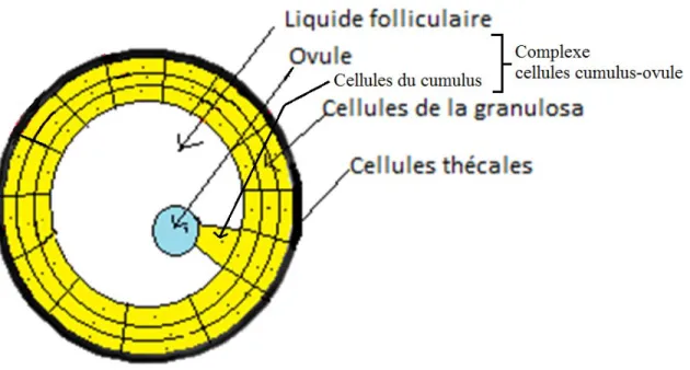 Figure 3 Follicule Ovarien 
