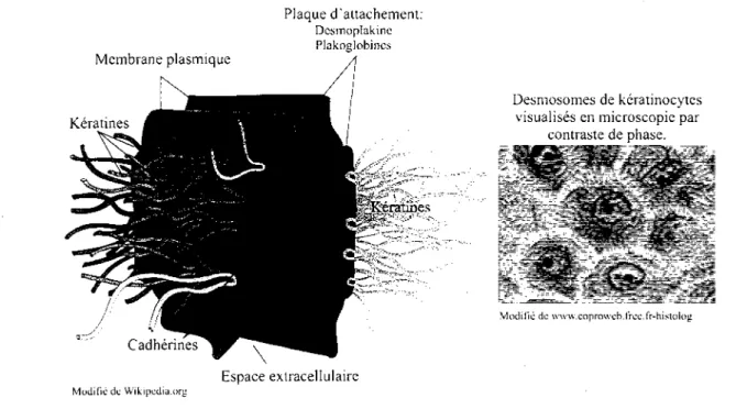 Figure 2. Deux representations des desmosomes. Schematisation illustrant l'ancrage forme  a partir des cadherines et reliant les reseaux de keratines de deux cellules voisines (a  gauche)