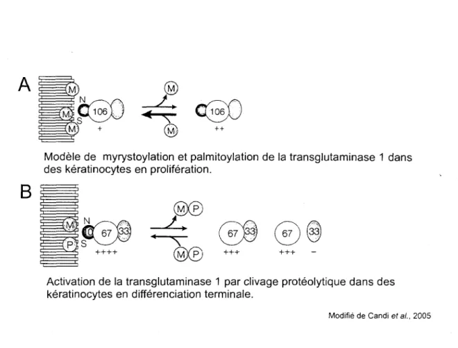 Figure 4. Modele englobant les modifications post-traductionnelles regulant l'activite de  la TGM1 dans des keratinocytes en proliferation (A) et en differenciation (B)