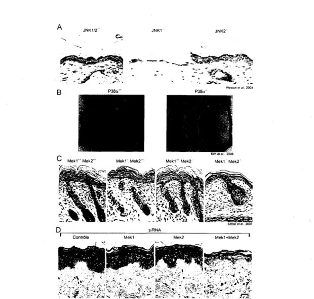 Figure 8. Epidermes de differentes souris deficientes pour les composantes de la famille  des MAPK