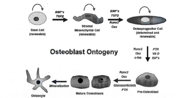 Figure  1.1  Ontogenèse  de  l'ostéoblaste.  La  diffé renciation  d e  l' ostéoblaste  à  partir  d ' une  cellule souche est régulée par de nombreux facteurs  circulants et facteurs de  transcription  (Holz, Sheu  et al.,  2007)