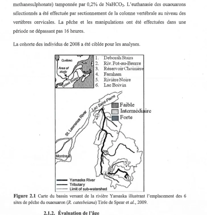 Figure  2.1  Carte  du  bassin  versant  de  la  rivière  Yamaska  illustrant  l'emplacement  des  6  sites de pêche du ouaouaron (R