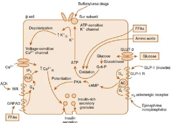 Figure 1 : Mécanisme de la sécrétion d’insuline. 