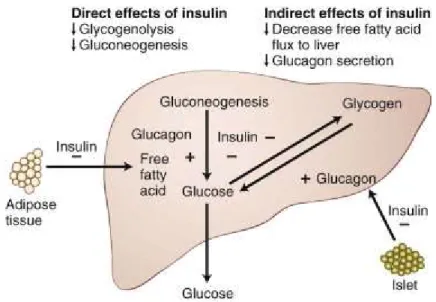 Figure 4 : Effets de l’insuline sur le foie. 