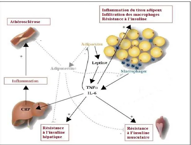 Figure 5 : Actions périphériques du TNFα en relation avec la leptine et l’adiponectine