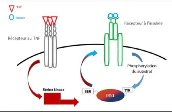 Figure 6 : Mécanisme d’inhibition du récepteur à l’insuline par le TNFα. 