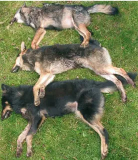 Figure 2.2:   Résultat de l’hybridation entre loups et chiens dans la Sierra de Penouta,  Asturia de l’Ouest, Espagne