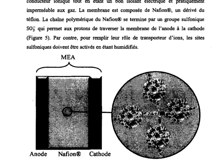 Figure 5 - Vue de coupe approchée de la  membrane ionique 