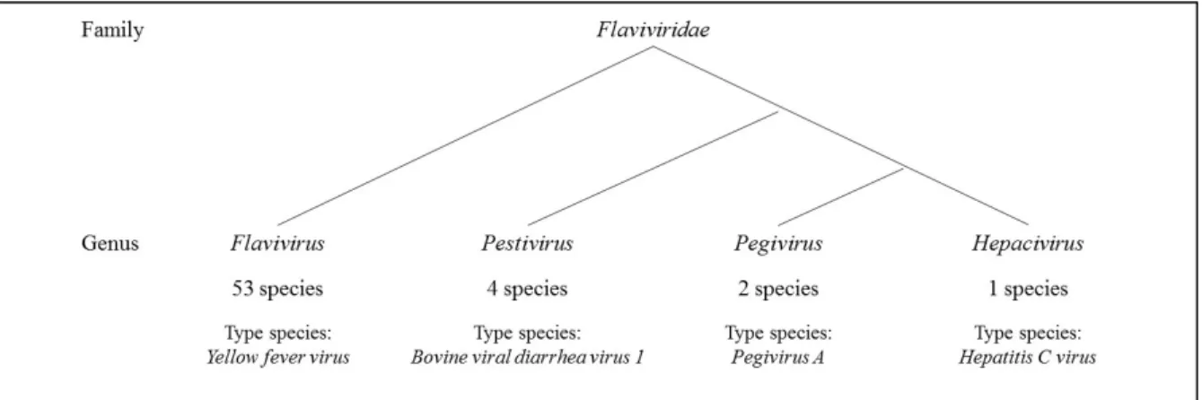 Figure 1. Genera within the Flaviviridae family. 