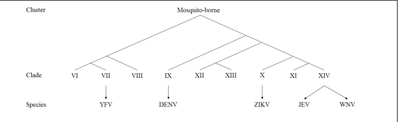 Figure 2. Clades within the mosquito-borne Flavivirus cluster. 