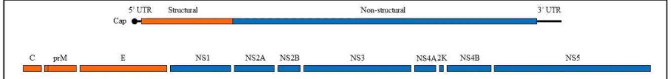 Figure 3. Flavivirus genome and viral proteins. 