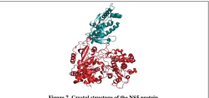 Figure 7. Crystal structure of the NS5 protein. 