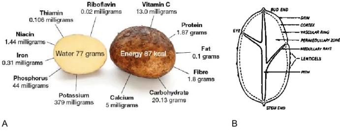 Figure 1.1.  Nutritional value and morphology of the potato tuber. 